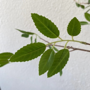 Artificial banyan tree branches and leaves